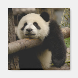 Íman Bebê de panda gigante (Ailuropoda melanoleuca)