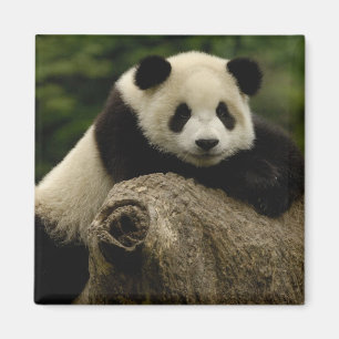 Íman bebê de panda gigante (Ailuropoda melanoleuca)