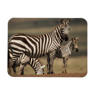 Íman Bebê de zebra-da-planície com a mãe
