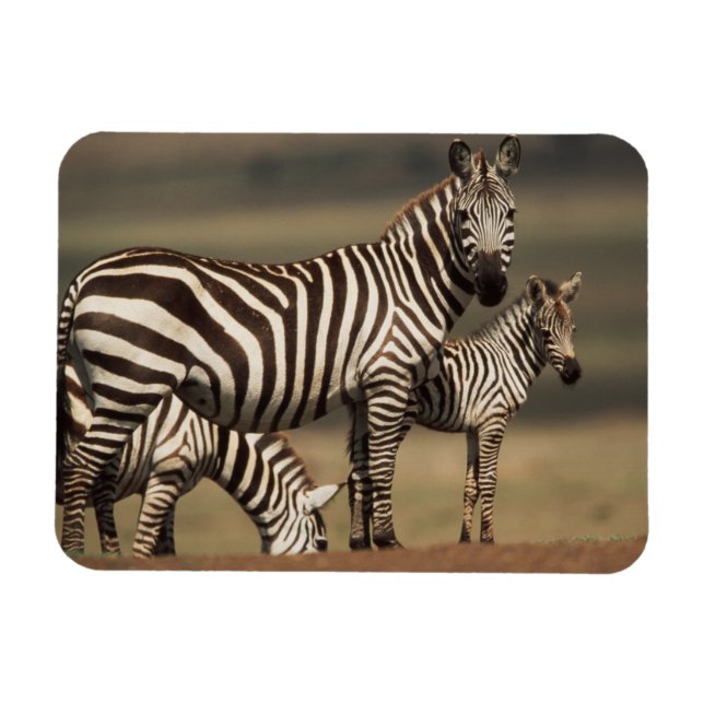 Íman Bebê de zebra-da-planície com a mãe (Horizontal)