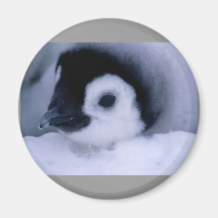Íman bebê do pinguim