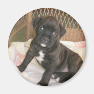 Íman Bebê do pugilista!