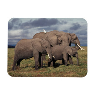 Íman Bebê Elefante Africano com família