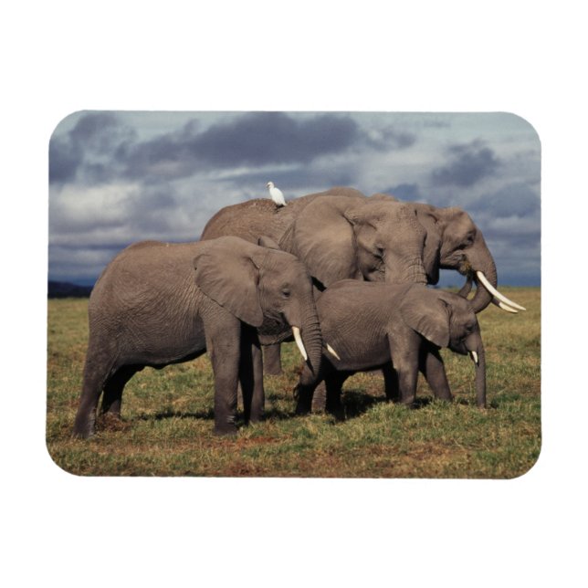Íman Bebê Elefante Africano com família (Horizontal)