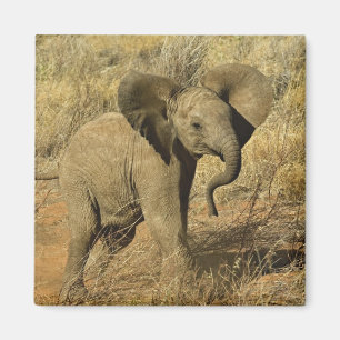 Íman Bebê Elefante Africano, Loxodonta Africana,