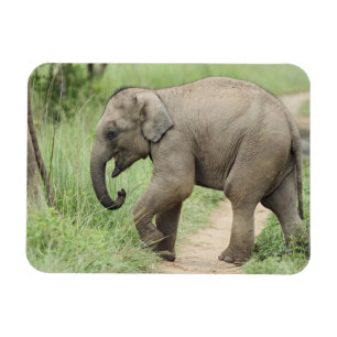 Íman Bebê Elefante seguindo a mãe, Corbett