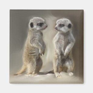 Íman Bebê gêmeo Meerkats