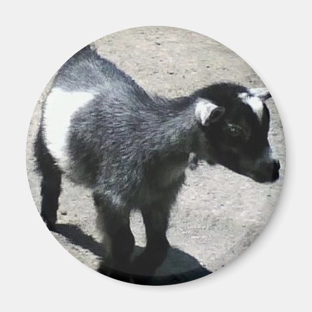 Íman Bebê goat na imagem do zoológico (Frente)