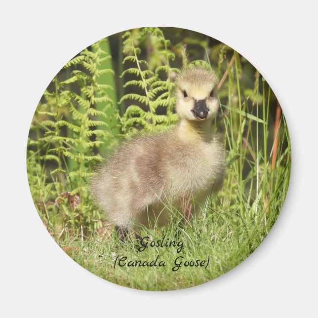 Íman Bebê Gosling Adorável (ganso canadá) (Frente)