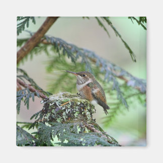 Íman Bebê Hummingbird Esticando Sua Língua