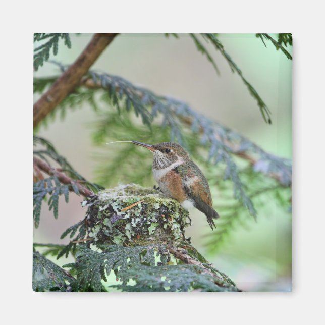 Íman Bebê Hummingbird Esticando Sua Língua (Frente)