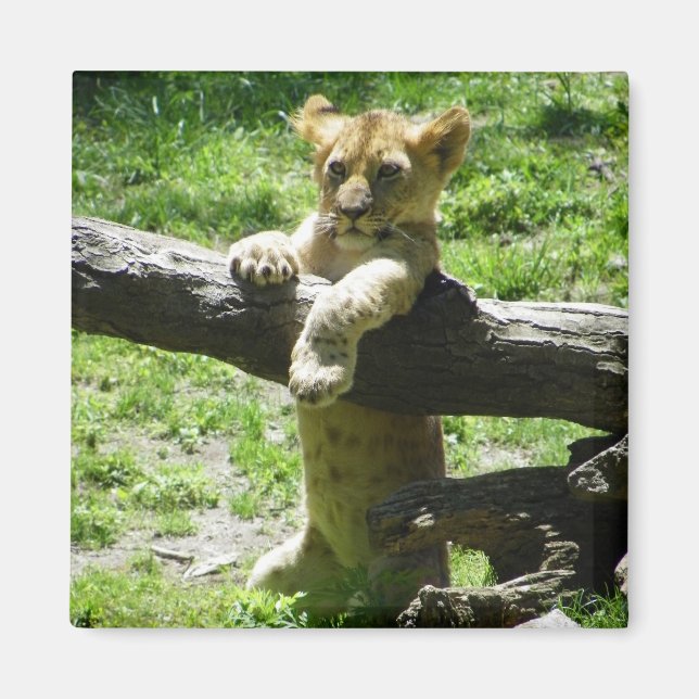 Íman Bebê Lion Cub Na Ramificação (Frente)