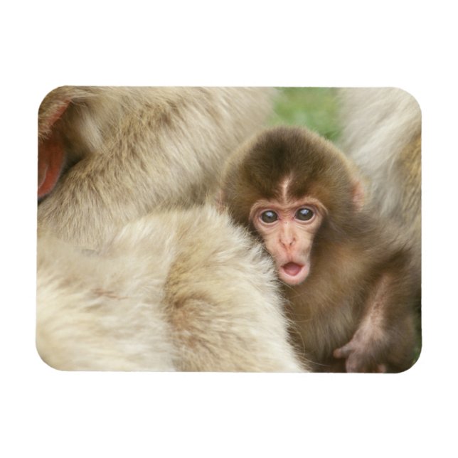 Íman Bebê Macaco da Neve, Jigokudani, Nagano, Japão (Horizontal)