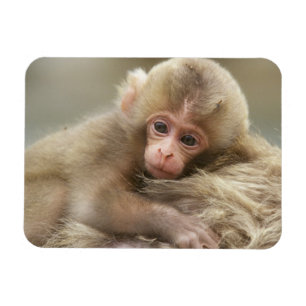 Íman Bebê Macaco da Neve, Jigokudani, Nagano, Japão 2