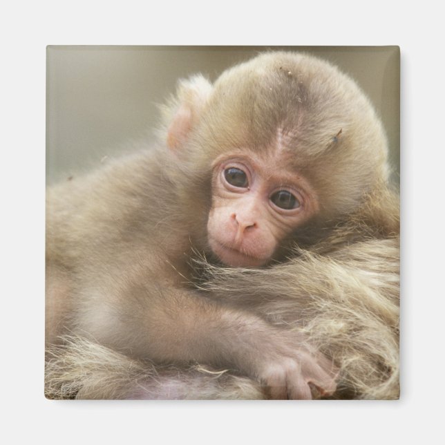 Íman Bebê Macaco da Neve, Jigokudani, Nagano, Japão 2 (Frente)