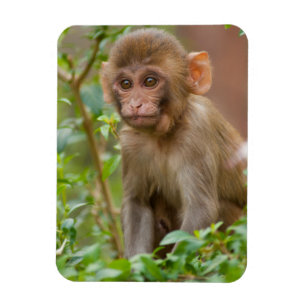 Íman Bebê Macaco Rhesus, Templo do Macaco, Jaipur