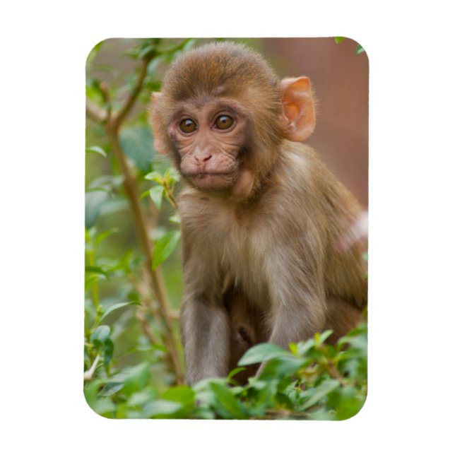Íman Bebê Macaco Rhesus, Templo do Macaco, Jaipur (Vertical)