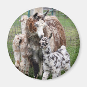 Íman Bebê & Mama Lama Beijo