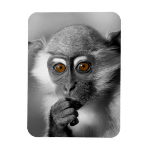 Íman Bebê Mangabey Mackey