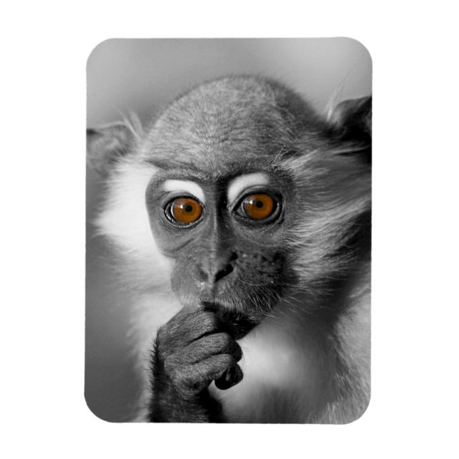 Íman Bebê Mangabey Mackey (Vertical)