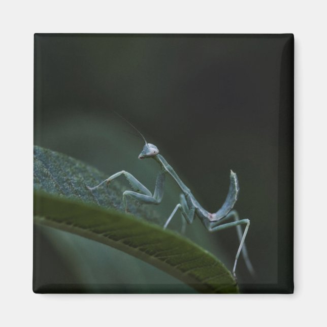 Íman Bebê Rezando Mantis (Frente)