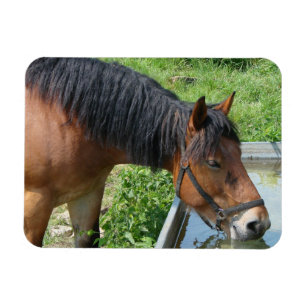 Íman Bebendo de Bay Pony de Water Trough