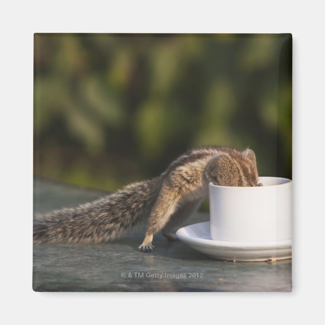 Íman Bebendo de esquilo da xícara de café na Índia (Frente)