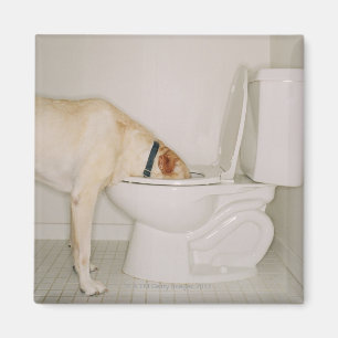Íman Bebendo do cão fora do toalete