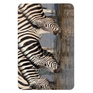 Íman Bebendo Zebras