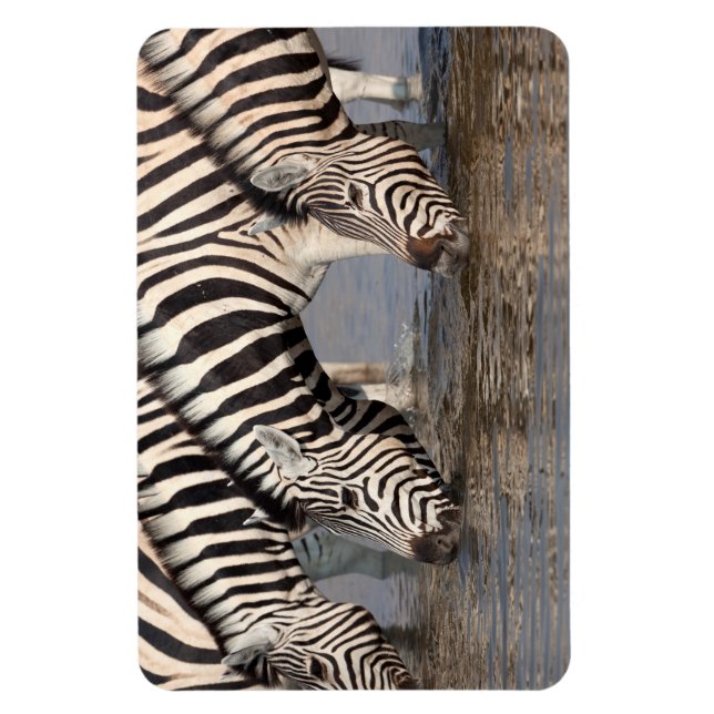Íman Bebendo Zebras (Vertical)