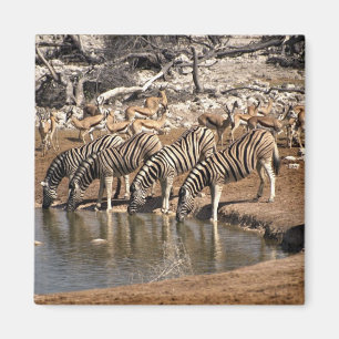 Íman Beber das zebras