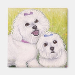 Íman Bebês de Bichon