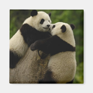 Íman Bebês de panda gigante (Ailuropoda melanoleuca)