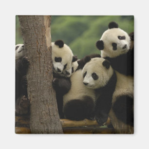Íman bebês de panda gigante (Ailuropoda melanoleuca)