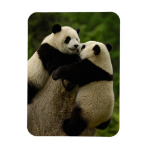 Íman bebês de panda gigante (Ailuropoda melanoleuca)
