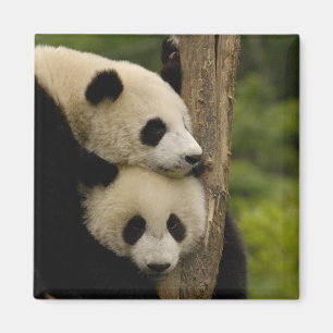 Íman bebês de panda gigante Ailuropoda melanoleuca)