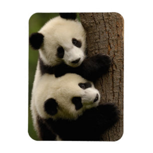 Íman Bebês de panda gigante (Ailuropoda melanoleuca) 2