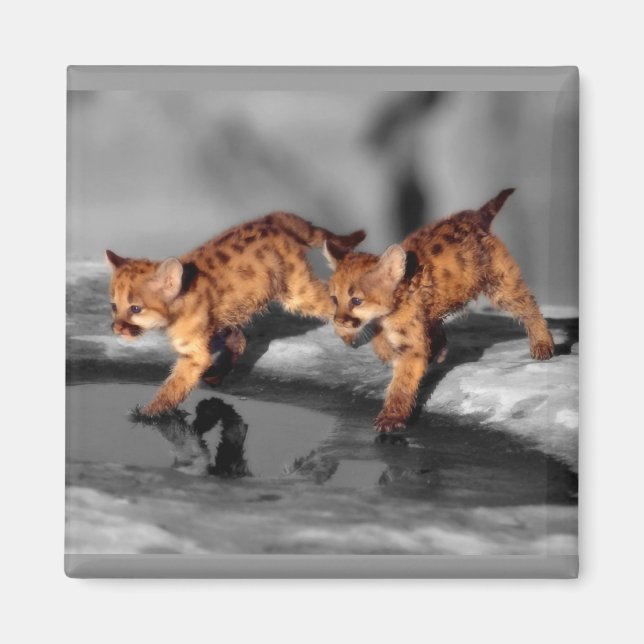 Íman Bebês Leopardos (Frente)