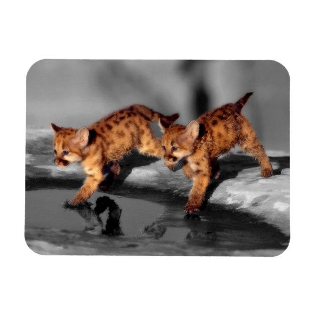 Íman Bebês Leopardos (Horizontal)