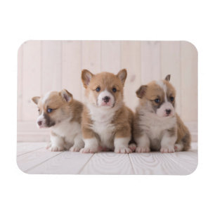 Íman Bebês Mais Pobres   3 Bebês-Corgis