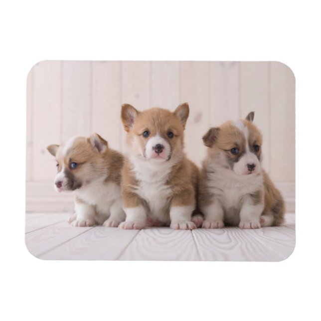 Íman Bebês Mais Pobres | 3 Bebês-Corgis (Horizontal)