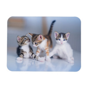 Íman Bebês Mais Pobres 3 Gatinhos Tabby