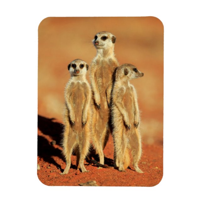 Íman Bebês Mais Pobres | 3 Meerkats (Vertical)