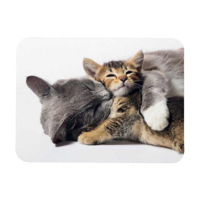 Íman Bebês Mais Pobres | Abraço de Kitten Cute (Horizontal)