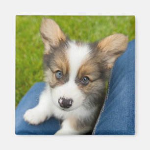 Íman Bebês Mais Pobres Baby Corgi no meu colo