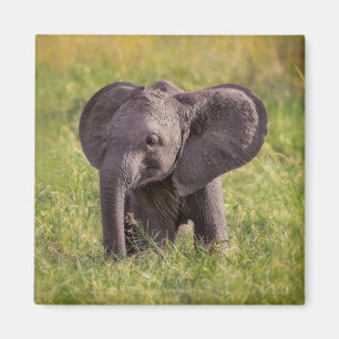 Íman Bebês Mais Pobres Baby Elephant Kenya Africa