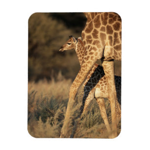 Íman Bebês Mais Pobres   Baby Giraffe & Parent