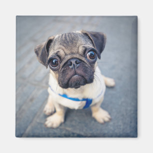 Íman Bebês Mais Pobres Baby Pug