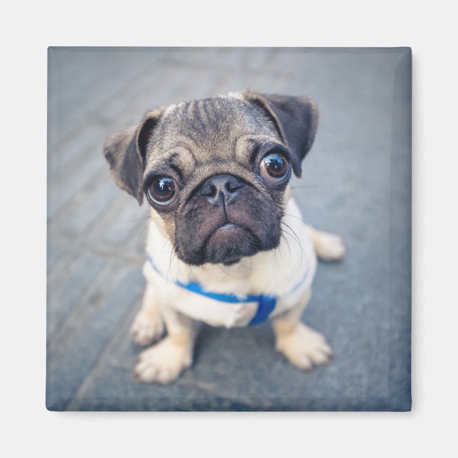 Íman Bebês Mais Pobres | Baby Pug (Frente)