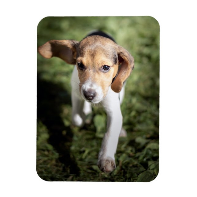 Íman Bebês Mais Pobres | Beagle Puppy (Vertical)